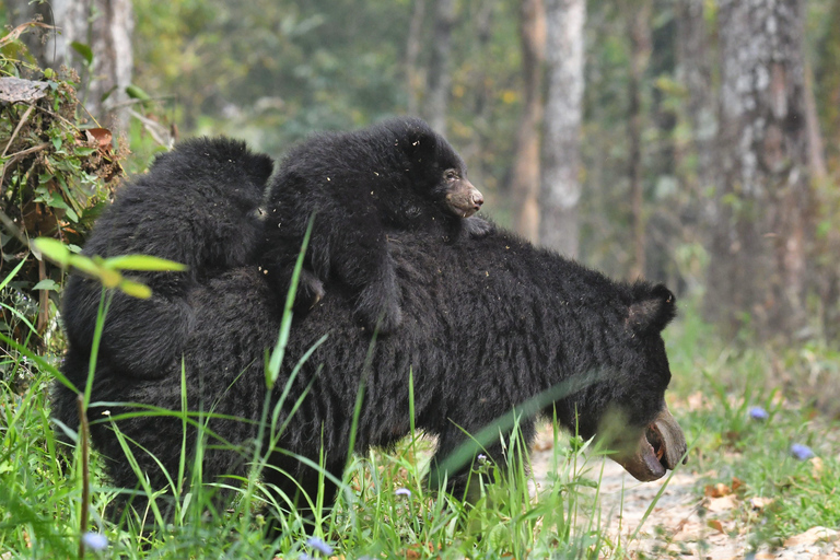 Chitwan National Park Tours: 3 Nights 4 days Full Package
