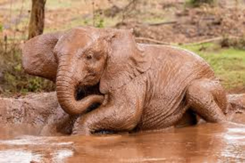 Nairobi : Visite privée du David Sheldrick Wildlife Trust