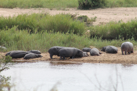 5-daagse all-inclusive Kruger &amp; Pano Tour van JHB