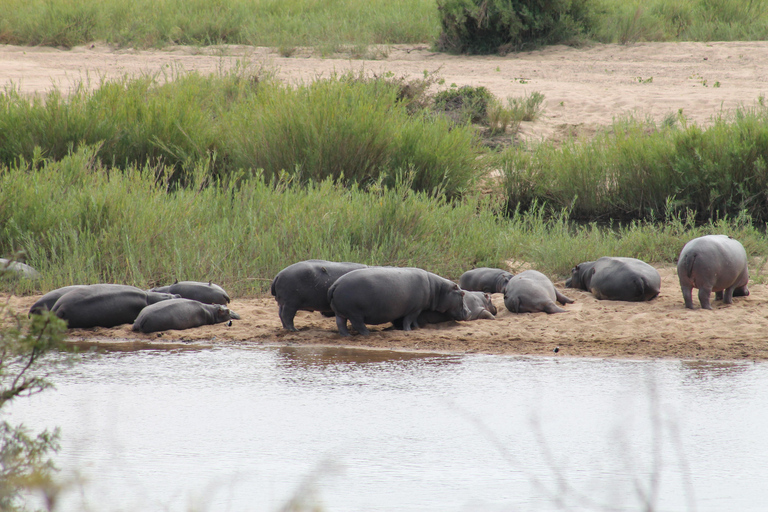 Tour di 5 giorni all-inclusive del Kruger e del Pano da JHB