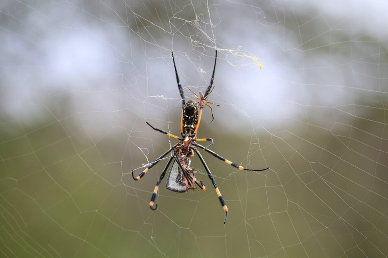 Hluhluwe-iMfolozi Park - Open Safari Vehicle Game Drives