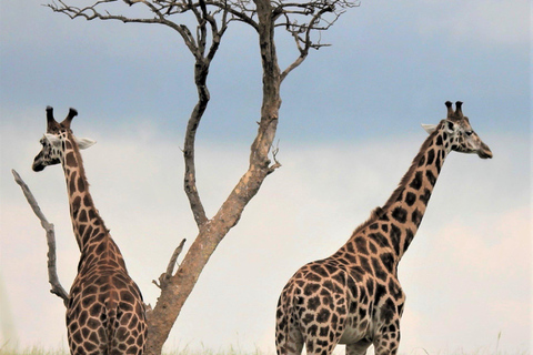 阿鲁沙：3日塔兰吉雷与恩戈罗恩戈罗火山口Safari之旅