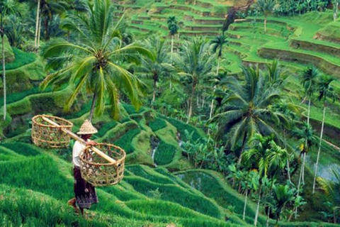 Monkey forest, Rice Terrace, Water Temple & Waterfall tour. Best of Ubud Privat Tour without entrance fee