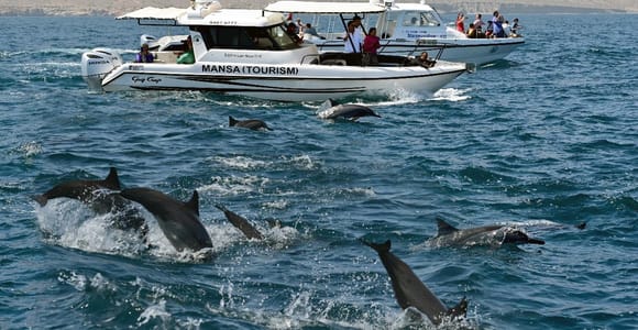 Muscat: Dolphin and Whale Watching Tour