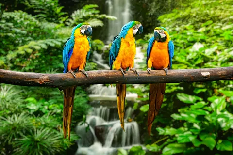 From Iquitos: 4-day trip through the Amazon rainforest