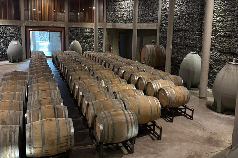 Matetic Winery Tour