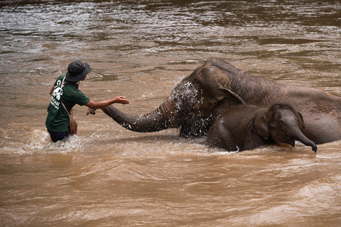 Chiang Mai: Elephant Sanctuary, Long Neck & Sticky Waterfall Private Tour With Hotel Pickup