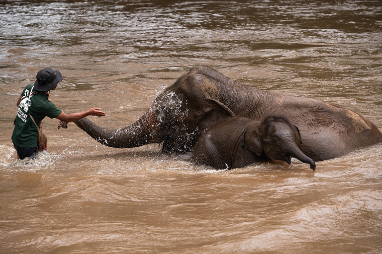 Chiang Mai: Elefantreservat, Long Neck &amp; Sticky WaterfallPrivat tur med upphämtning från hotell