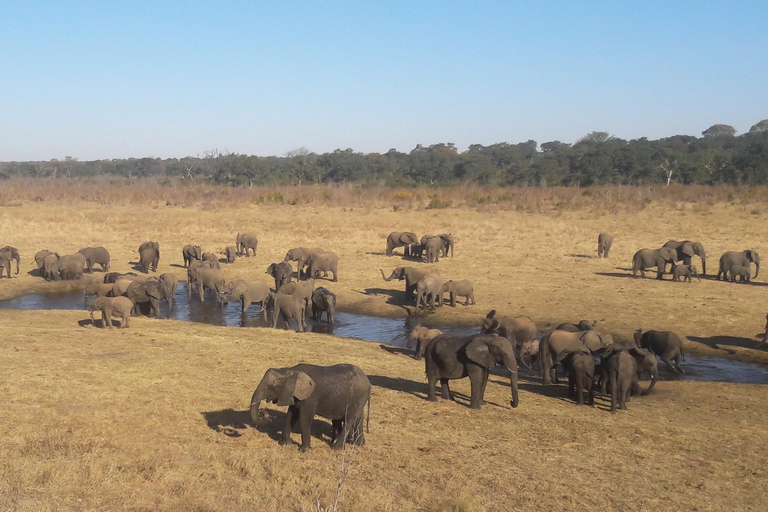 Erweiterte Tagestour zum Chobe