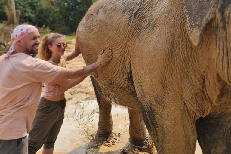 Rundtur i Kambodjas elefantreservat och Banteay Srey-templet