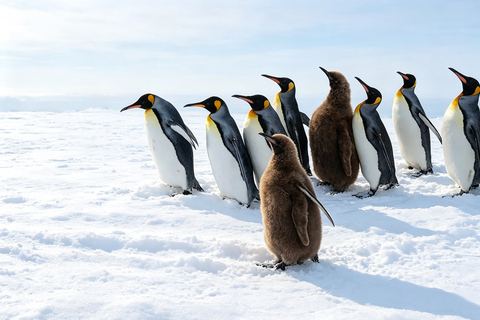 Sapporo: Asahiyama Zoo, Blue Pond & Chiyoda Farm Day Tour Private Sightseeing Tours