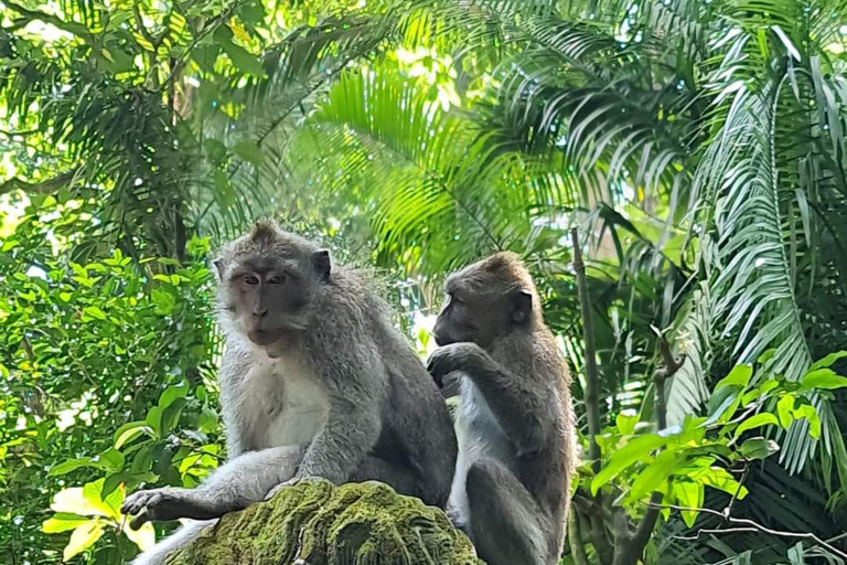 Ubud : Das Beste von Ubud Dorf, Kultur und Wasserfall TourenOption nur Privatwagen und Fahrer