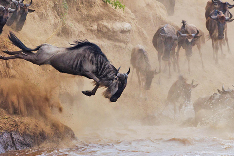 Wildlife Wonders: A 3-Day Safari to and from Arusha.