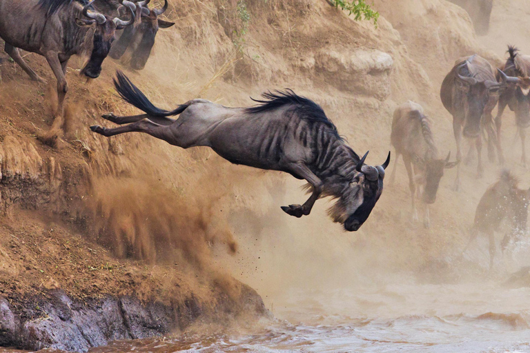 Wildlife Wonders: A 3-Day Safari to and from Arusha.