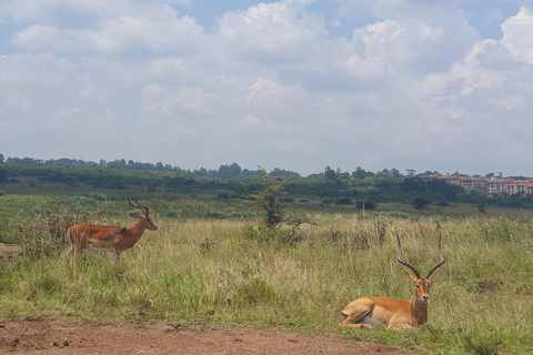 Nairobi: National Park Layover Tour mit Flughafentransfers.