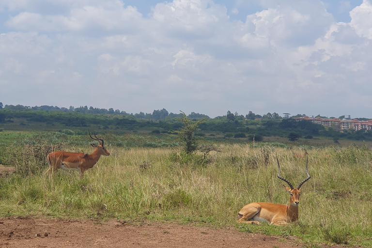 Nairobi: National Park Layover Tour mit Flughafentransfers.