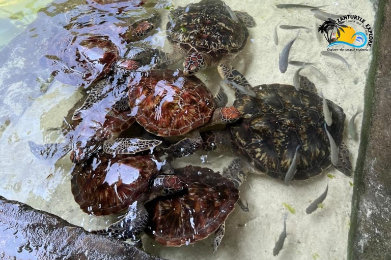 Nungwi: Swimming with Turtles at The Lagoons Zanzibar Hotel Transfers within Nungwi and Kendwa