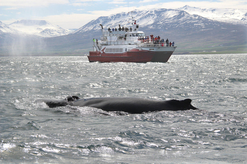 Voyage autour de l&#039;Islande - Circuit de 7 jours autour de l&#039;IslandeSans options supplémentaires