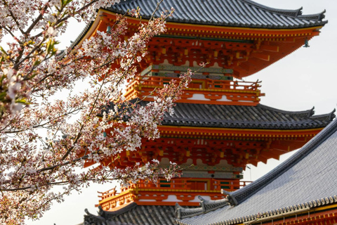 Private Kyoto & Nara Day Tour with English Driver Guide⭐BEST