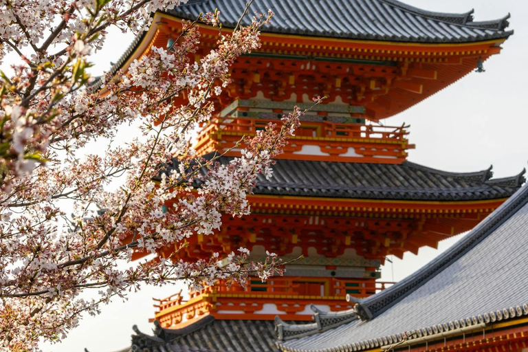 Private Kyoto & Nara Day Tour with English Driver Guide⭐BEST