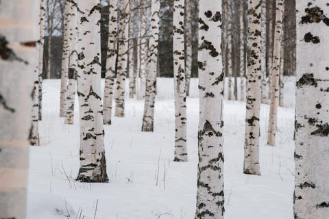 Rovaniemi: ciaspolate nella natura selvaggia dell&#039;Artico