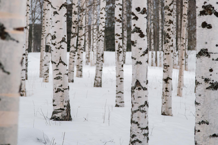 Rovaniemi: Snowshoeing in the Arctic Wilderness