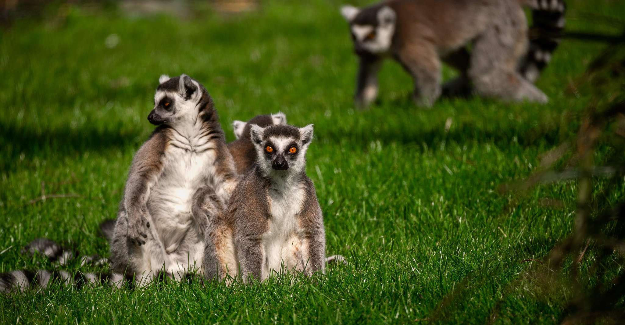 Bilhete de entrada para Mechelen, Plankendael ZOO - Hizvo