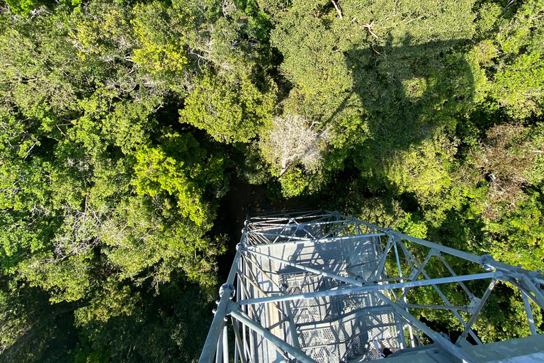 Private tour of the Amazon Museum in Manaus Private Tour at Musa (Amazon Museum) in Manaus