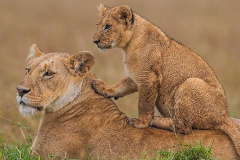 Nairobi nationalpark safari