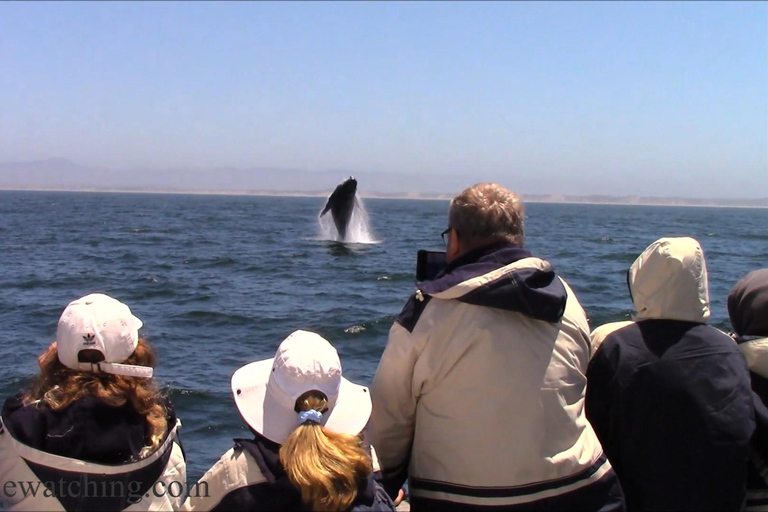 Monterey: Monterey Bay Dolphin and Whale Watching Boat Tour