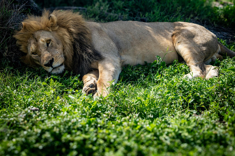 Zanzibar:2-Day Tarangire and Ngorongoro Crater from Zanzibar