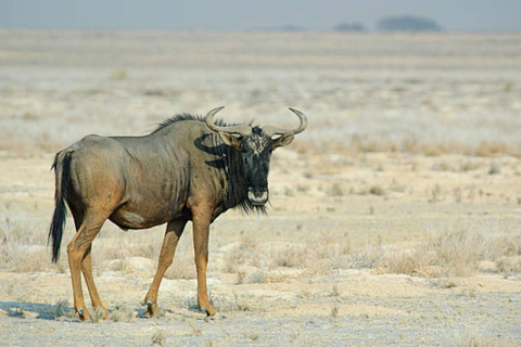 Arusha: Safari de 4 días con los 5 Grandes