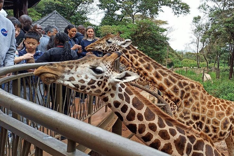 Nairobi:PRIVATE Tour zum Nationalpark, Elefant und Giraffe