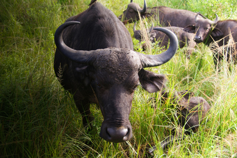 Nairobi: 3-Day Maasai Mara Safari with Game Drives Nairobi: 3-Day Maasai Mara 4 x 4 Safari Al inclusive
