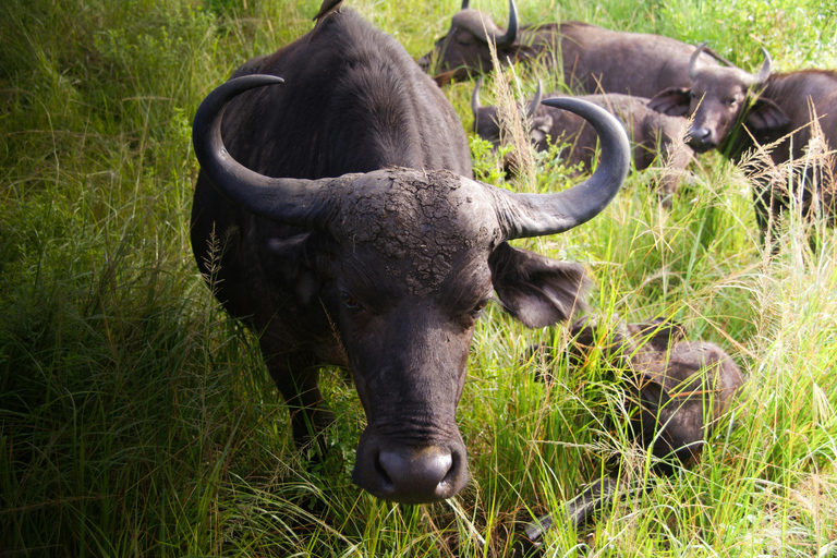Nairobi: 3-Day Maasai Mara Safari with Game Drives Nairobi: 3-Day Maasai Mara 4 x 4 Safari Al inclusive