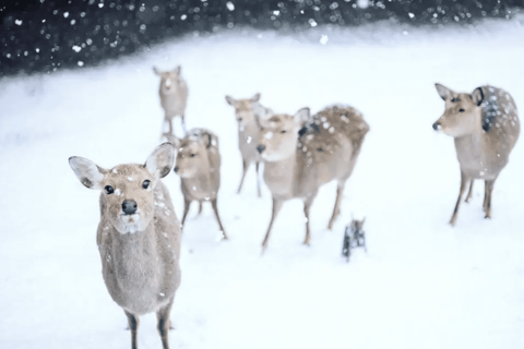 Nara Wakakusa Yamayaki Festival Small-Group day trip