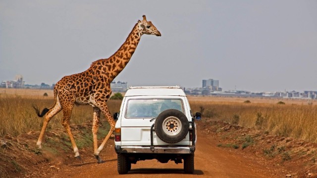 Nairobi National Game Drive and Giraffe Centre Guided Tour