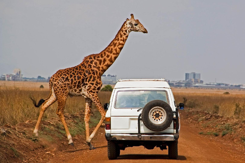 Nairobi National Game Drive and Giraffe Centre Guided Tour