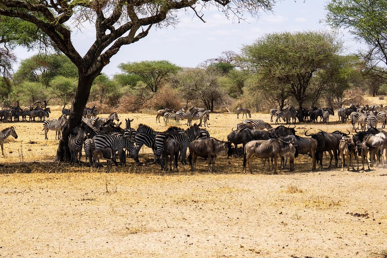 1 NOCHE Y 2 DÍAS EN EL PARQUE NACIONAL DE TARANGIRE Y EL LAGO MANYARA