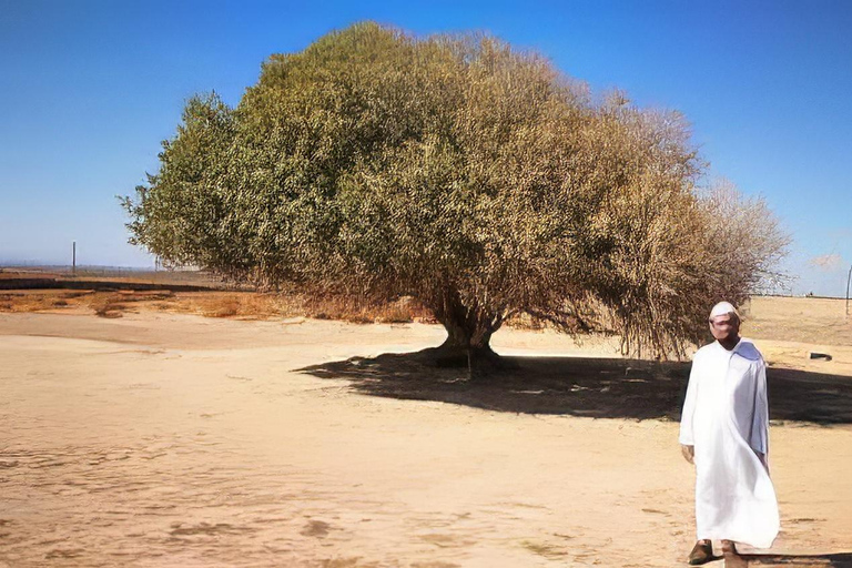 Amman: The blessed tree and Seven Sleepers Day Trip