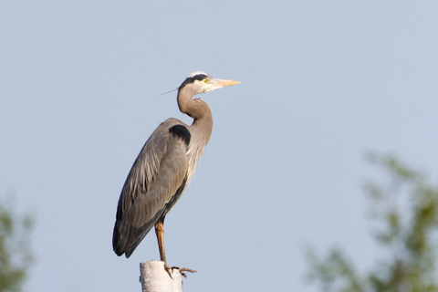 Krabi: Kayak Adventure through Ao Thalane Mangrove Forest