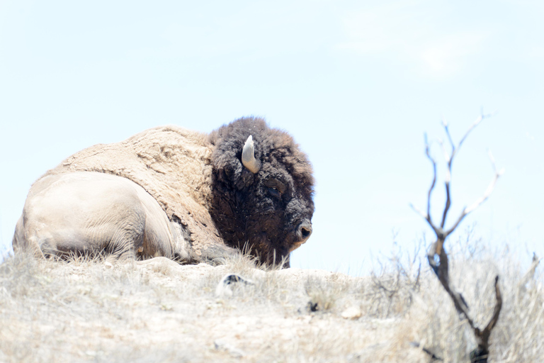 Avalon, Catalina Island: 2 uur durende avontuurlijke rondleiding door de binnenkant