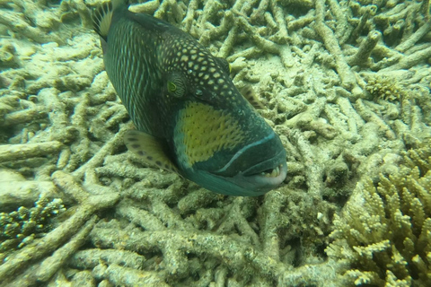 Phuket : Excursion d'une journée dans la baie de Maya, les îles Phi Phi, Green et Khai