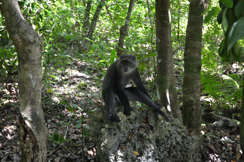 3 hours Jozani Monkey Spotting and Mangroves walking Tours