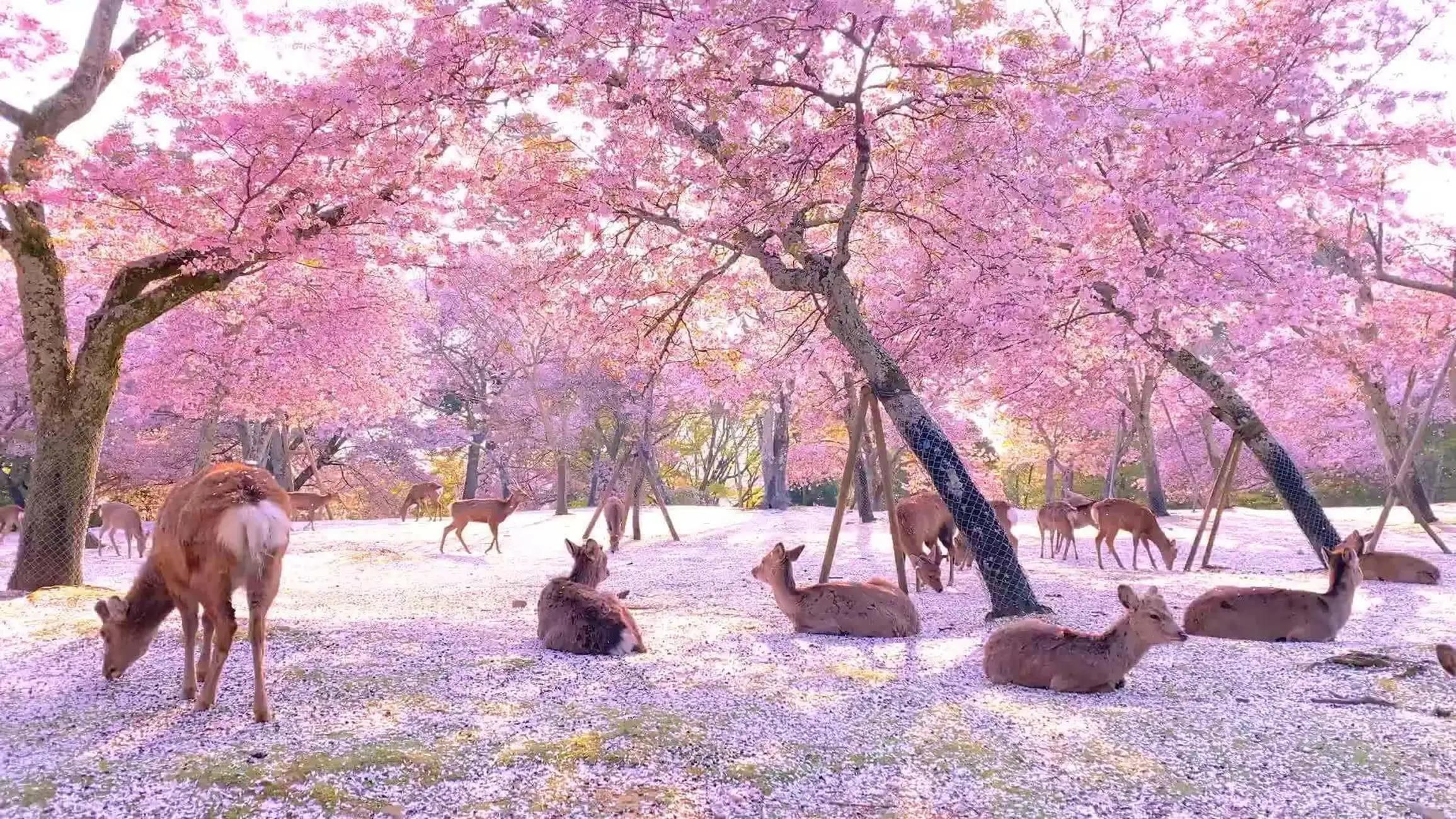 Osaka/Kyoto: Kyoto und Nara – individuell anpassbare Tagestour mit Guide