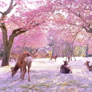 Osaka/Kyoto: Kyoto and Nara Customizable Day Tour with Guide Osaka/Kyoto: Kyoto and Nara Customizable Day Tour with Guide
