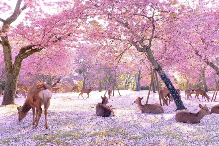 Osaka/Kyoto; Kyoto and Nara customizable Day Tour with Guide