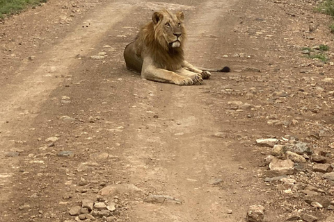 Nairobi National Park Game Drive Safari With Pick-Up