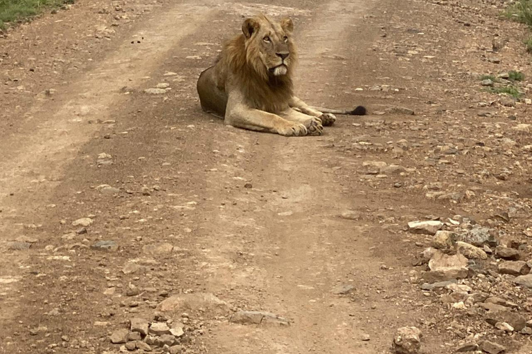 Nairobi National Park Game Drive Safari With Pick-Up