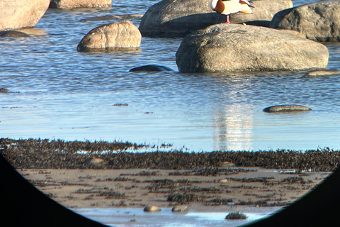 Tallinn: Morning Paljassaare Birdwatching Tour with Picnic